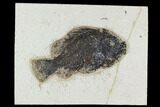 Bargain, 4.9" Fossil Fish (Cockerellites) - Green River Formation - #129627-1